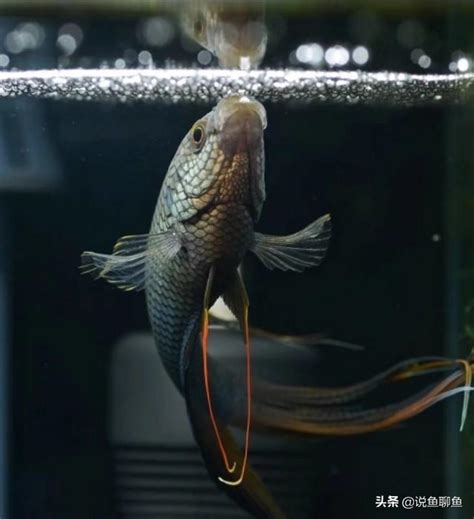 易養淡水魚|【新手養魚點揀好】金魚街老闆介紹 5種易養淡水觀賞魚